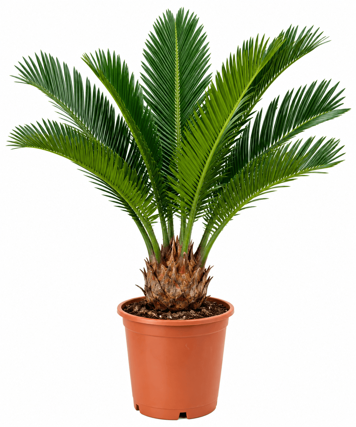 Cycas Palm